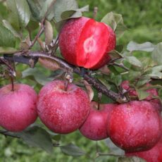 5038838071638 1 Apple Malus TICKLED PINK Baya Marisa.JPG